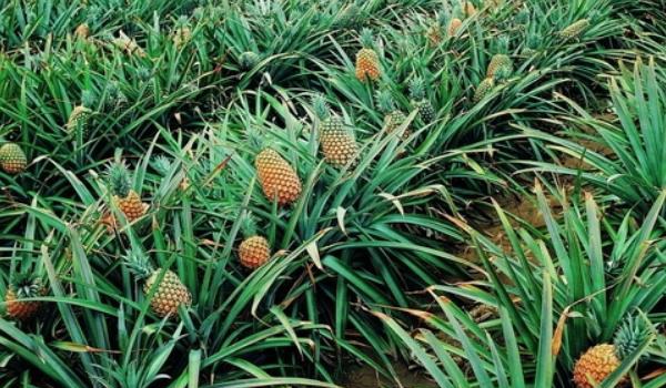 菠萝树的图片大全