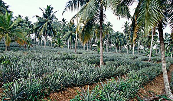 菠萝树的图片大全