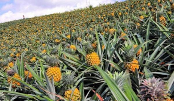 菠萝树的图片大全