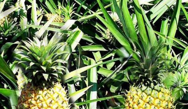 菠萝树的图片大全