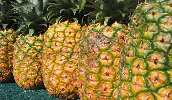 菠萝树的图片大全