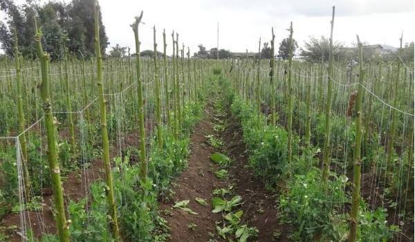 雪豆种植技术与管理多久？