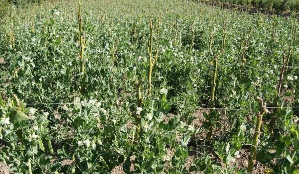 雪豆种植技术与管理多久？