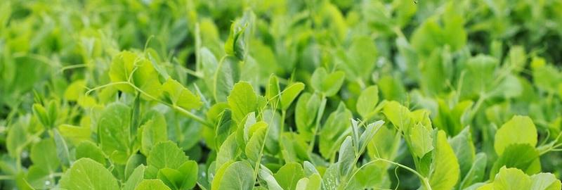 雪豆种植技术与管理多久？