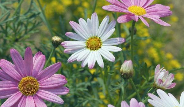 玛格丽特花怎么浇水 玛格丽特花冬天怎么养