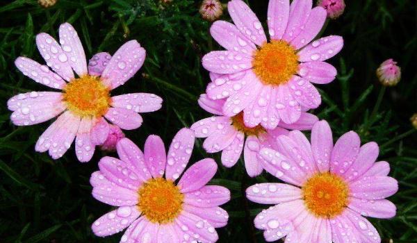 玛格丽特花怎么浇水 玛格丽特花冬天怎么养