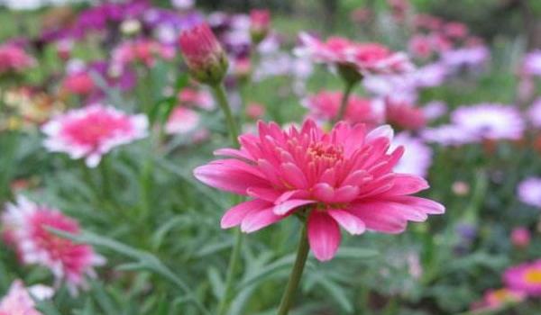 玛格丽特花怎么浇水 玛格丽特花冬天怎么养