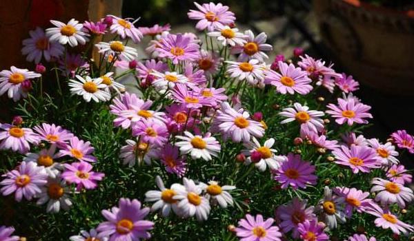 玛格丽特花怎么浇水 玛格丽特花冬天怎么养