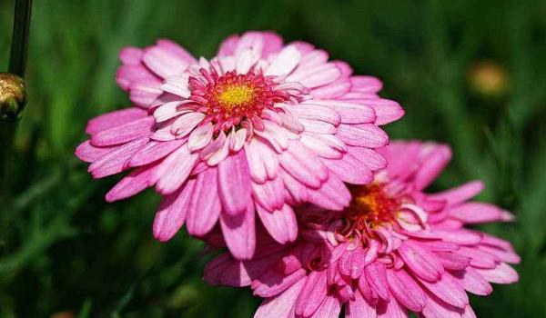 玛格丽特花怎么浇水 玛格丽特花冬天怎么养