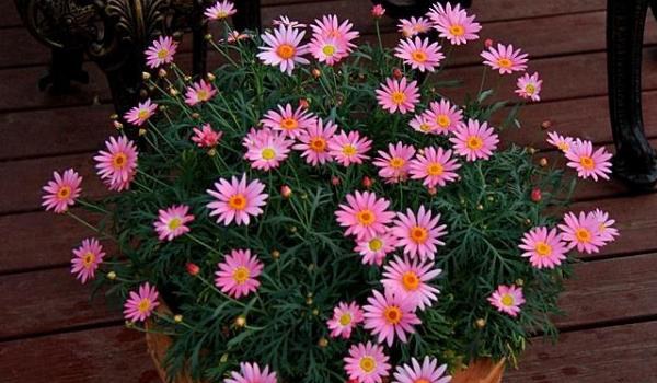 玛格丽特花怎么浇水 玛格丽特花冬天怎么养