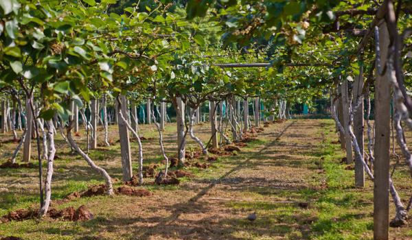 猕猴桃科学种植技术 常采用棚架栽培