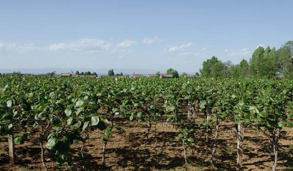 猕猴桃科学种植技术 常采用棚架栽培