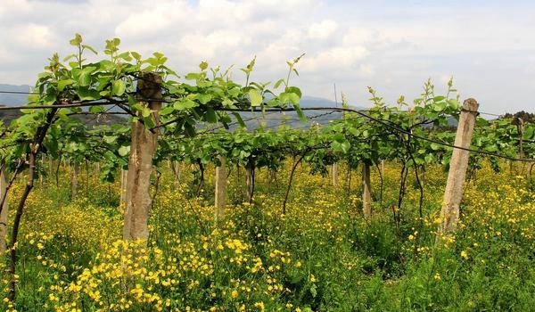 猕猴桃科学种植技术 常采用棚架栽培