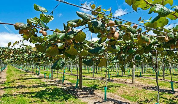 猕猴桃科学种植技术 常采用棚架栽培