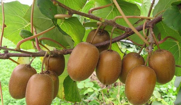 猕猴桃科学种植技术 常采用棚架栽培