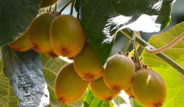 猕猴桃科学种植技术 常采用棚架栽培