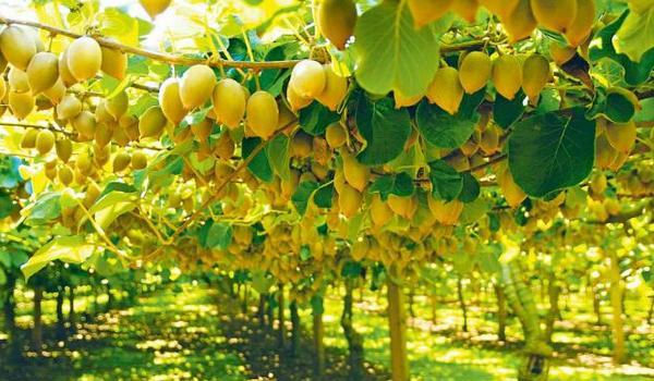 猕猴桃科学种植技术 常采用棚架栽培