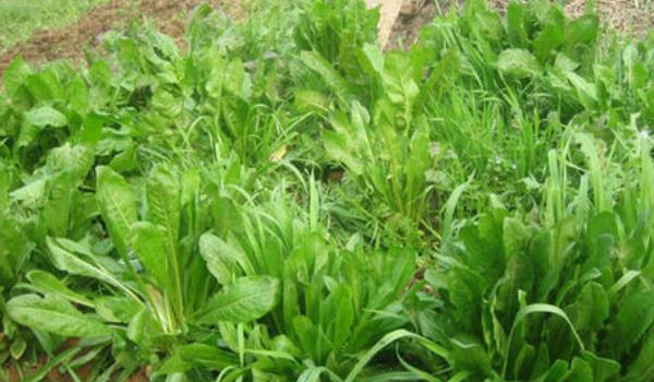 将军菊苣牧草种植多久？