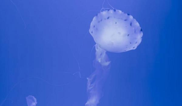 澳洲方水母特点介绍 澳洲方水母有多毒
