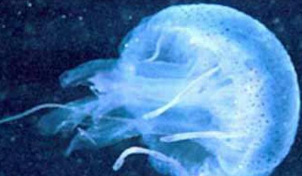 澳洲方水母特点介绍 澳洲方水母有多毒