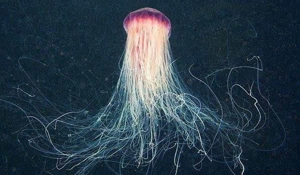 澳洲方水母特点介绍 澳洲方水母有多毒