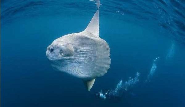 澳洲方水母特点介绍 澳洲方水母有多毒