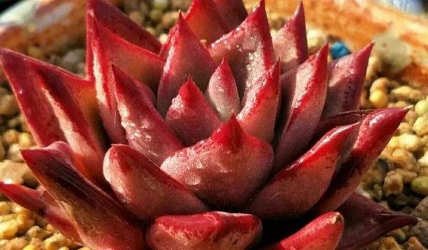 多肉血罗的养殖多久?