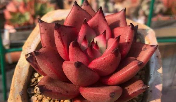 多肉血罗的养殖多久?