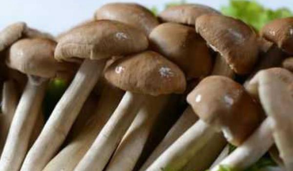 茶树菇图片大全  茶树菇的营养成分