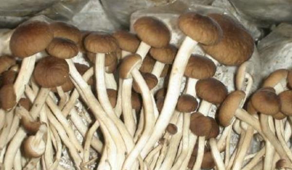 茶树菇图片大全  茶树菇的营养成分