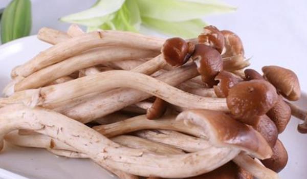 茶树菇图片大全  茶树菇的营养成分