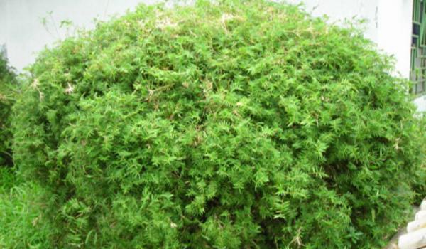 凤尾竹图片大全 凤尾竹花语及寓意