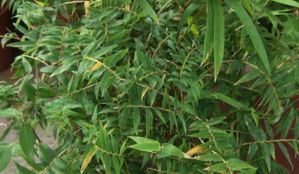 凤尾竹图片大全 凤尾竹花语及寓意