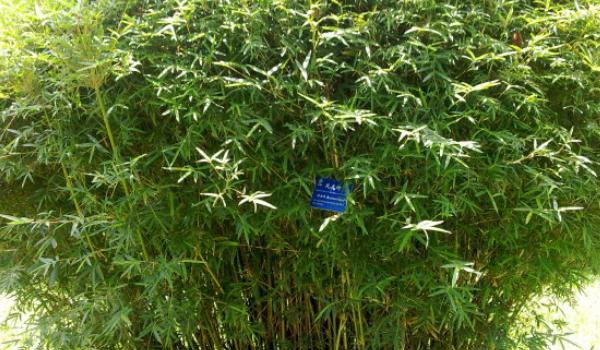 凤尾竹图片大全 凤尾竹花语及寓意