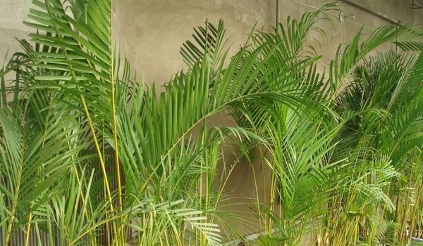 凤尾竹图片大全 凤尾竹花语及寓意