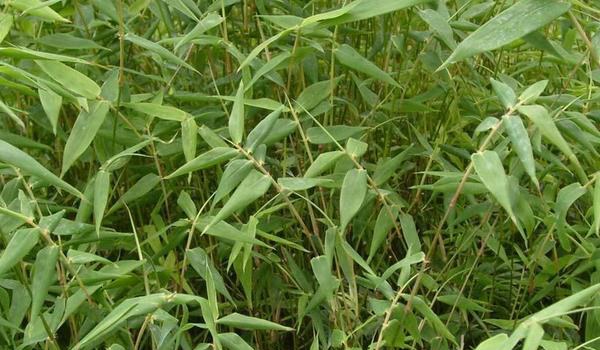 凤尾竹图片大全 凤尾竹花语及寓意