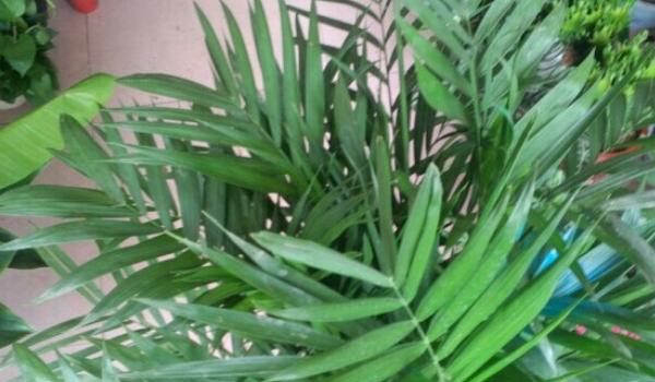 凤尾竹图片大全 凤尾竹花语及寓意