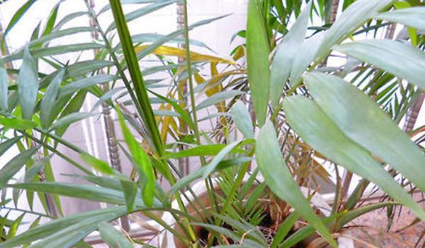 凤尾竹图片大全 凤尾竹花语及寓意