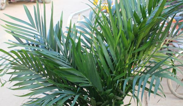 凤尾竹图片大全 凤尾竹花语及寓意