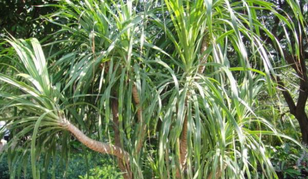 凤尾竹图片大全 凤尾竹花语及寓意