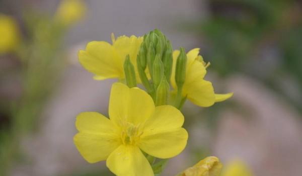 月见草的功效与作用及禁忌 月见草药用价值