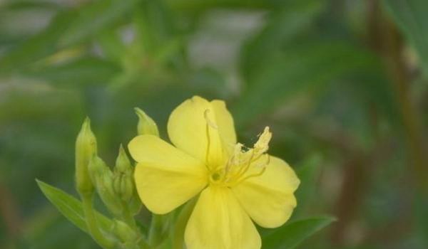 月见草的功效与作用及禁忌 月见草药用价值