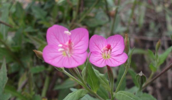 月见草的功效与作用及禁忌 月见草药用价值