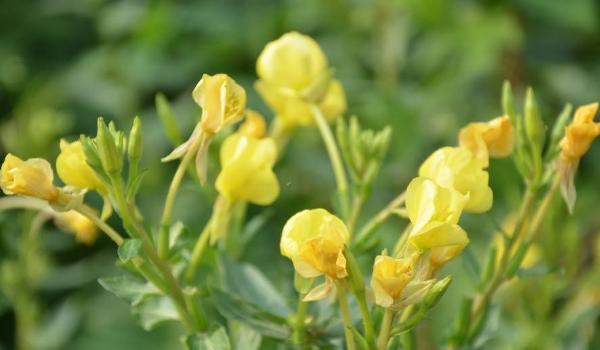 月见草的功效与作用及禁忌 月见草药用价值