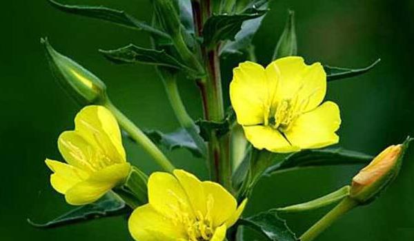 月见草的功效与作用及禁忌 月见草药用价值