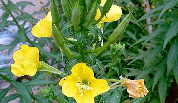 月见草的功效与作用及禁忌 月见草药用价值