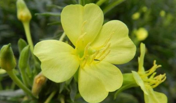 月见草的功效与作用及禁忌 月见草药用价值