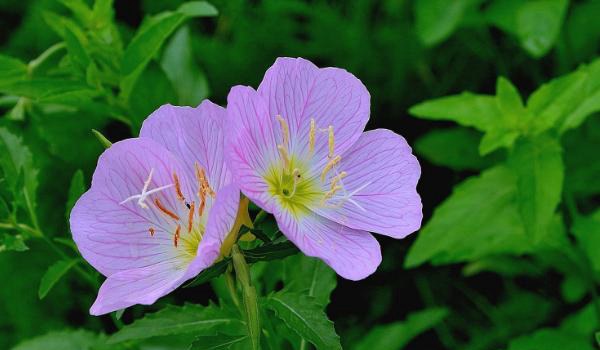 月见草的功效与作用及禁忌 月见草药用价值