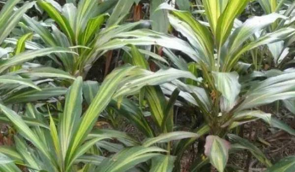 巴西铁怎么养 巴西铁养殖方法与注意事项