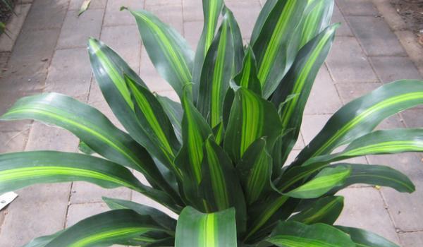 巴西铁怎么养 巴西铁养殖方法与注意事项